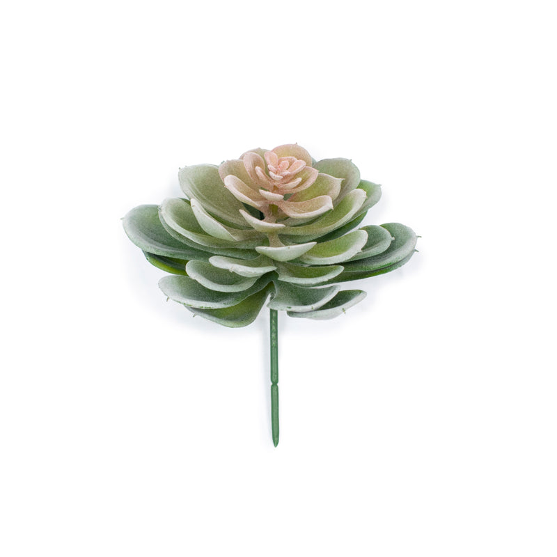 Flat Leaf Flocking Succulent