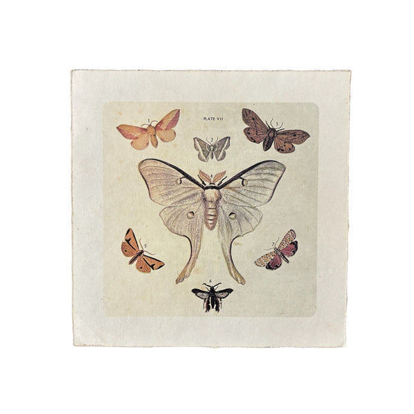 Dancing Moths Art Poster