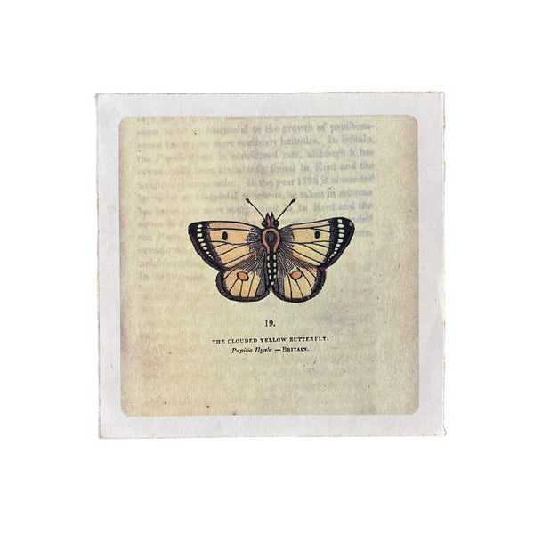 Yellow Butterfly Art Poster