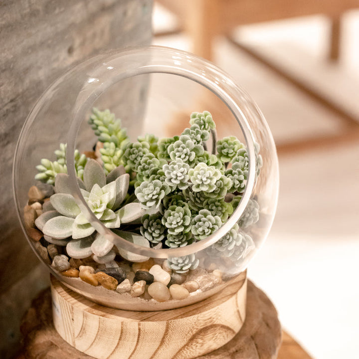 Glass Terrarium with Wood Base