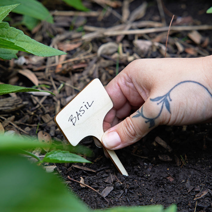 Seed Library - Culinary Herbs