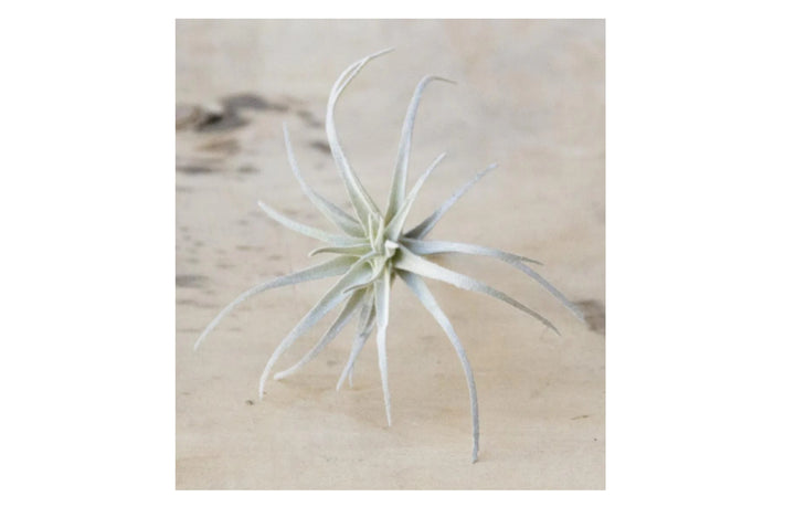 Small Faux Air Plants