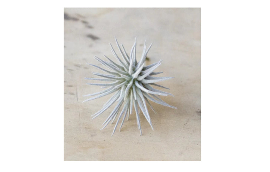 Small Faux Air Plants