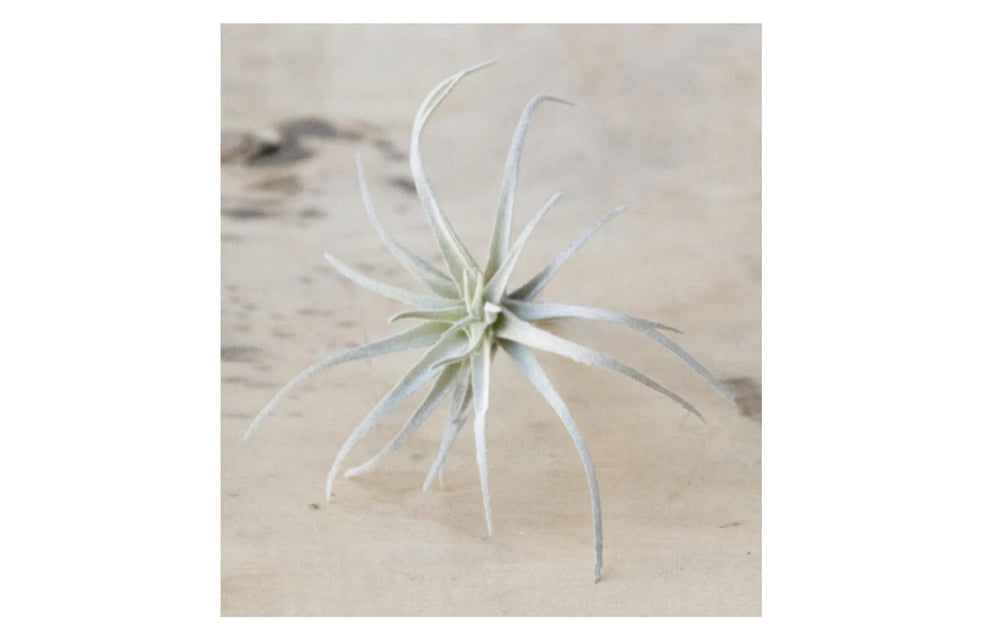 Small Faux Air Plants
