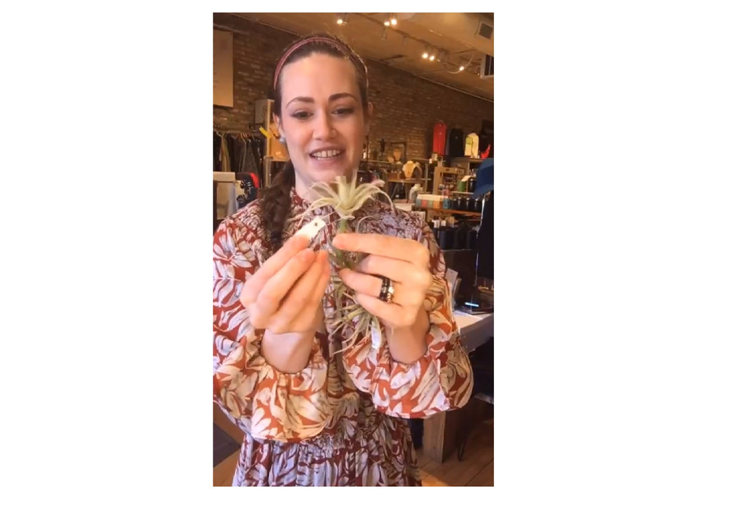 Small Faux Air Plants