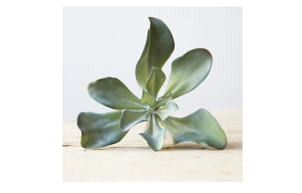 Medium Faux Succulents