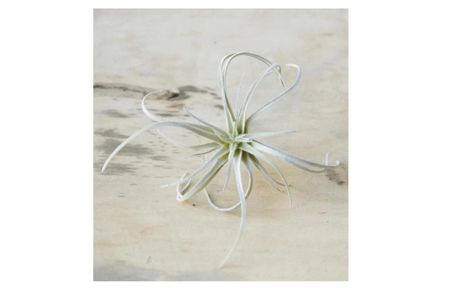 Medium Faux Air Plant